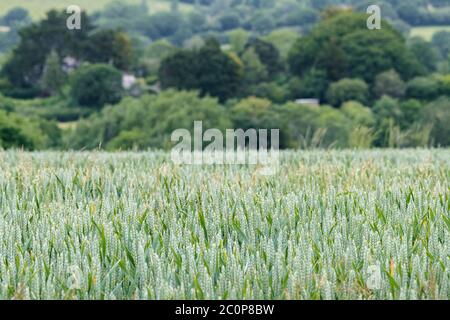 Récolte de blé vert mûrissant / Triticum dans les champs du Royaume-Uni et les bâtiments situés derrière. La sécurité alimentaire, l'agriculture et l'agriculture au Royaume-Uni, la culture alimentaire dans le domaine. DOF étroit Banque D'Images