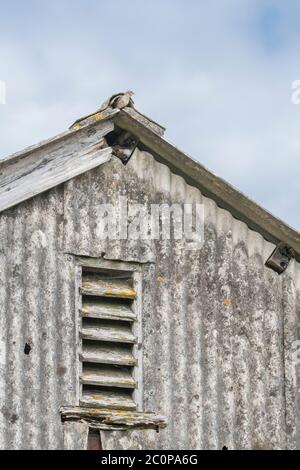 Évent de grange en bois perlé dans la ferme en bâtiment de toit fin métaphore circulation de l'air, ventilation, lattes en bois. Banque D'Images