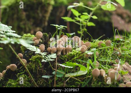 Champignons perlatum Lycoperdon, communément appelés paffball ou farts sauvages Banque D'Images