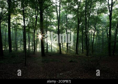 la lumière éclate dans les arbres tôt le matin dans un bois du hampshire Banque D'Images