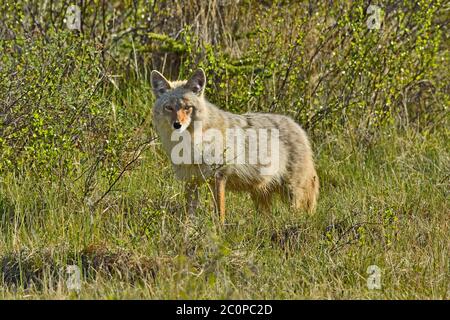 Un coyote sauvage 'Canis latranss', qui se trouve dans un habitat sauvage dans les régions rurales de l'Alberta au Canada. Banque D'Images