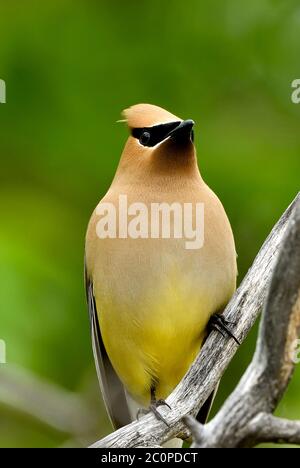 Vue rapprochée d'un oiseau à ailes de cèdre 'Bombycilla cedrorum', perché sur une branche d'arbre morte dans la région rurale du Canada de l'Alberta Banque D'Images