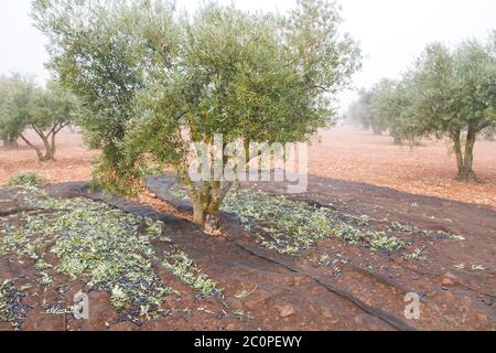Les oliviers récoltent avec le manteau de collection Banque D'Images