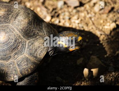 Tortue dans Road Town, Tortola, Caraïbes Banque D'Images