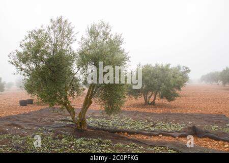 Les oliviers récoltent avec le manteau de collection Banque D'Images