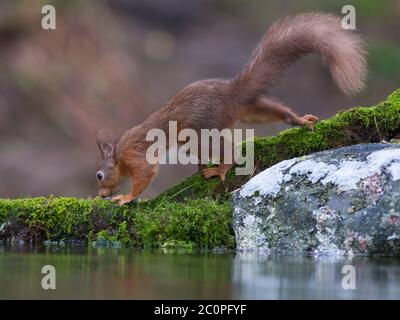 L'Écureuil roux, Sciurus vulgaris, Dumfries et Galloway, Écosse Banque D'Images