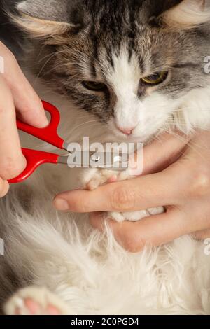 la jeune femme coupe les griffes de son chat vue rapprochée Banque D'Images