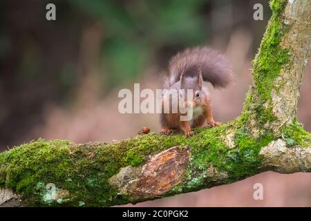 Écureuil roux, Sciurus vulgaris, sur une branche d'arbre, Dumfries & Galloway, Écosse Banque D'Images