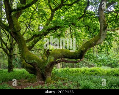 Vieux chêne ronlé recouvert de mousse avec des branches très importantes sur un tronc court. Forêt avec sous-croissance feuillue de Dog's Mercury and Nettles. Banque D'Images