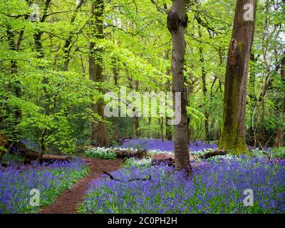 Forêt ancienne à feuilles caduques au printemps avec de l'ail sauvage et des cloches de bleuets le long du chemin. Banque D'Images