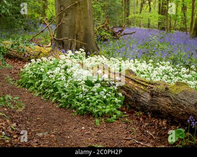 Forêt ancienne à feuilles caduques au printemps avec de l'ail sauvage et des cloches de bleuets le long du chemin. Banque D'Images