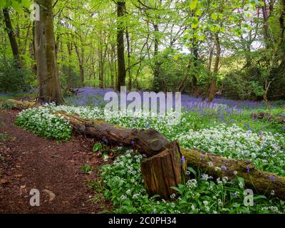 Forêt ancienne à feuilles caduques au printemps avec de l'ail sauvage et des cloches de bleuets le long du chemin. Banque D'Images