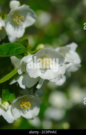 Bosquet de Seringat (jasmin de poètes) ou Philadelphus, avec fleurs blanches Banque D'Images