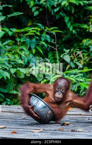 Bébé orang-outan assis dans bol, Indonésie Banque D'Images