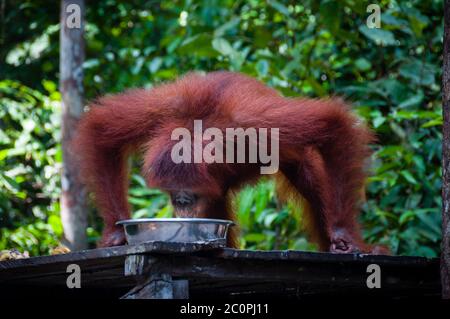 Les orang outang de potable bol dans jungle Banque D'Images