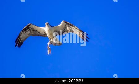 osprey en vol avec le poisson-chat cette balbuzard ramène la nourriture au nid. Banque D'Images