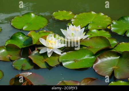 Nénuphar blanc avec feuilles vertes dans l'étang du jardin Banque D'Images