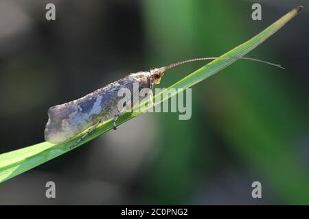 Glyphotaelius pellucidus, un caddisfly de Finlande sans nom anglais commun Banque D'Images