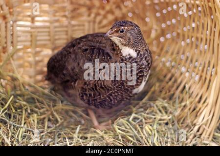 magnifique caille japonaise marron et blanc sur le foin dans un panier en osier Banque D'Images