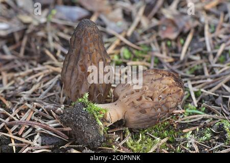 Morchella elata, le Morel noir, champignons sauvages comestibles de Finlande Banque D'Images