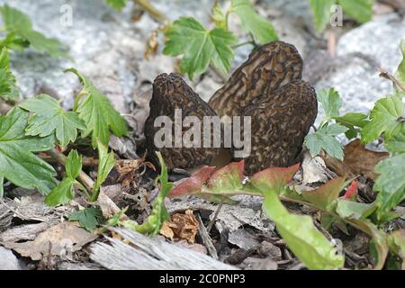 Morel noir, Morchella elata, champignons sauvages comestibles de Finlande Banque D'Images