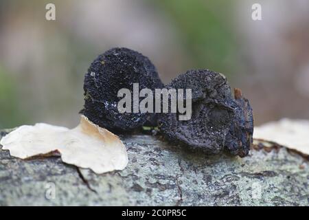 Daldinia concentrica, connu sous le nom de gâteau du roi Alfred, billes de carbone, et champignon de charbon Banque D'Images