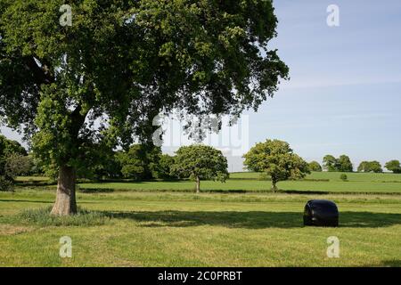 Paysage rural anglais avec de grandes balles rondes de foin enveloppées dans du plastique noir. Balles d'ensilage de foin de coupe précoce. Banque D'Images