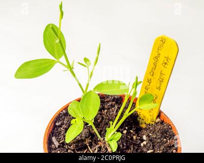 Lathyrus chloranthus pois doux plantule avec étiquette en bois dans un pot de plante sur fond blanc Banque D'Images