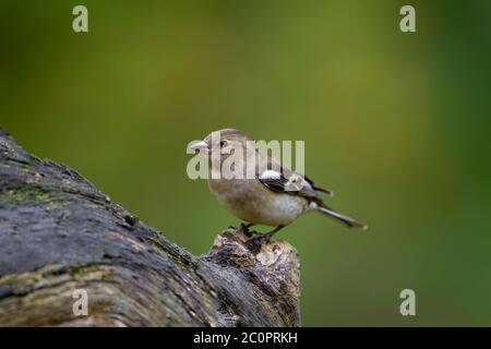 Des femelles de la chaîne de télévision commune Fringilla coelebs perching sur une bûche de bois sur un fond clair vert diffus dans le West Yorkshire, Angleterre Royaume-Uni Banque D'Images