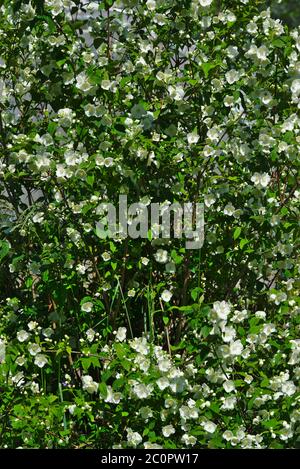 Bosquet de Seringat (jasmin de poètes) ou Philadelphus, avec fleurs blanches Banque D'Images