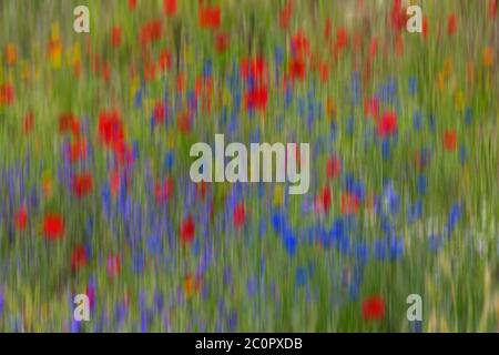 Impressions de coquelicots rouges et de bleuets fleurs sauvages fleurs sauvages à Alum Chine, Bournemouth, Dorset UK en juin été - impressionnisme Banque D'Images