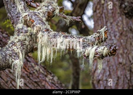 Lichen Patagonien Usnea, la barbe de l'ancien homme, accrochée aux branches des arbres de Nothofagus dans la forêt australe magique du parc national de Tierra del Fuego, Banque D'Images