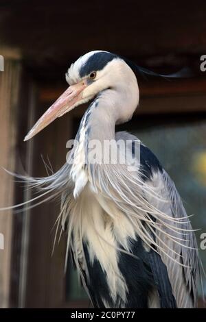 Portrait de l'Heron au zoo Banque D'Images