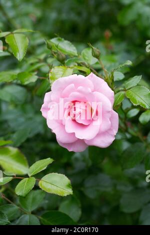 Arbuste rose rose dans un jardin anglais. Banque D'Images