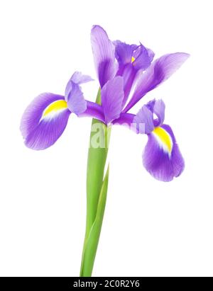 Fleur d'iris violet Banque D'Images