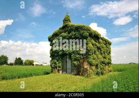 Une vieille église couverte de lierre dans la campagne en un jour d'été contre un ciel bleu avec quelques nuages - concept de la nature récupérant ses espaces - campagne l Banque D'Images