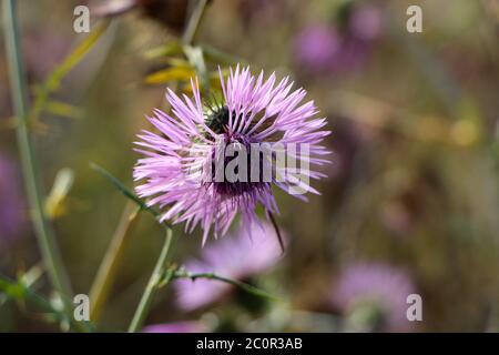 Gros plan de fleur de chardon Silybum rose et violet Banque D'Images
