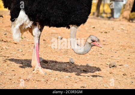 Oiseau autruche Banque D'Images
