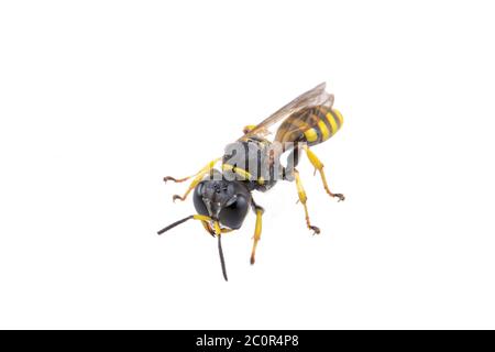 Insecte noir avec bandes jaunes sur le fond blanc Banque D'Images