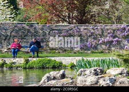 Deux personnes s'assoient sur un banc à côté de l'étang, devant un mur couvert de glycine au printemps, à Pinner Memorial Park, à l'ouest de Londres, au Royaume-Uni Banque D'Images