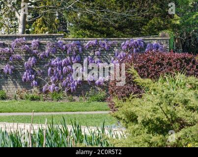 Mur recouvert de wisteria en pleine floraison avec des arbustes et des roseaux en premier plan lors d'un jour de printemps au Pinner Memorial Park, Pinner, dans le nord-ouest de Londres, Royaume-Uni Banque D'Images