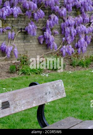 Gros plan du banc en bois du parc avec la plaque commémorative, devant le mur recouvert de vignes de pleine fleur wisteria. Pinner Memorial Park, Pinner, Londres. Banque D'Images