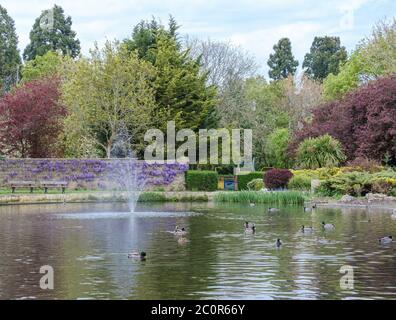 Les canards nagent dans un lac décoratif près d'une fontaine. Un mur couvert de wisteria et de grands arbres en arrière-plan. Pinner Memorial Park, NW London. Banque D'Images