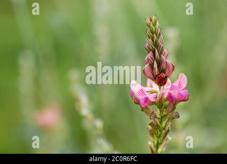 Un coccinelle sur une fleur rose. Plantes sauvages. Petits insectes. Fleur sur fond vert et flou. Nature sauvage. Banque D'Images