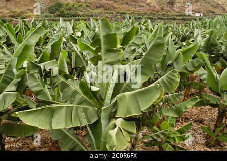 Plantation de bananes aux îles Canaries Banque D'Images