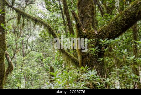 Forêt de Laurel à la Gomera Banque D'Images