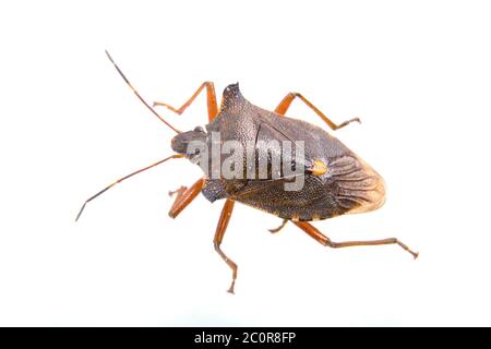 Brown shield bug on a white background Banque D'Images