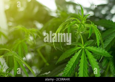 La marijuana commence à fleurir. Période de floraison. Feuilles de mauvaises herbes avec des plantes sur fond. Copier l'espace. Utilisation de THC pour les loisirs et les soins de santé Banque D'Images