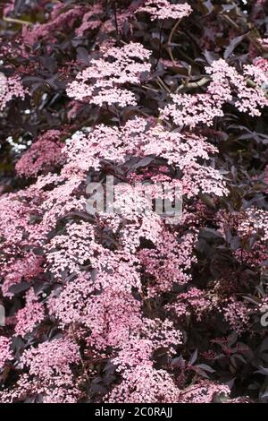 Sambucus nigra fleurit en été. Fleurs de l'ancien noir. Banque D'Images