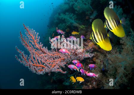 Sailfin tang (Zebrasoma veltferum), jeunes nageant au-delà d'un gorgone sur le récif de corail avec Square spot anhias (Pseudanthias pleurotaenia). Indonésie. Banque D'Images